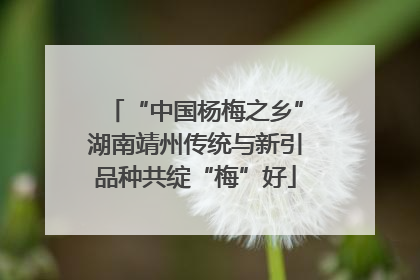 “中国杨梅之乡”湖南靖州传统与新引品种共绽“梅”好