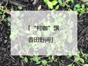 “村咖”飘香田野间
