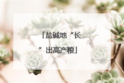 盐碱地“长”出高产粮