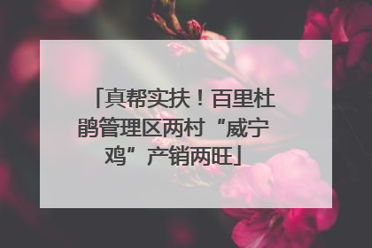 真帮实扶！百里杜鹃管理区两村“威宁鸡”产销两旺