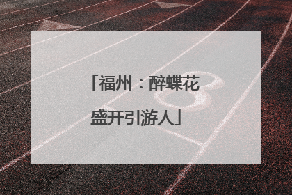 福州：醉蝶花盛开引游人