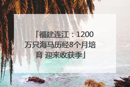 福建连江：1200万只海马历经8个月培育 迎来收获季