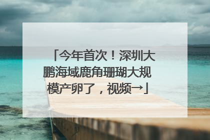 今年首次！深圳大鹏海域鹿角珊瑚大规模产卵了，视频→