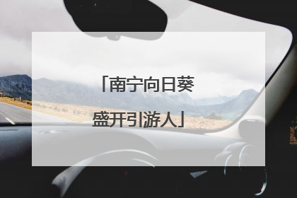 南宁向日葵盛开引游人