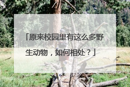 原来校园里有这么多野生动物，如何相处？