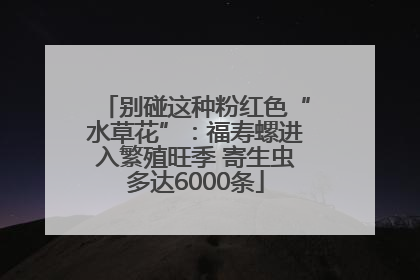 别碰这种粉红色“水草花”：福寿螺进入繁殖旺季 寄生虫多达6000条