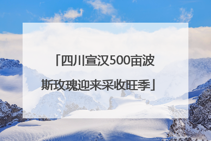 四川宣汉500亩波斯玫瑰迎来采收旺季