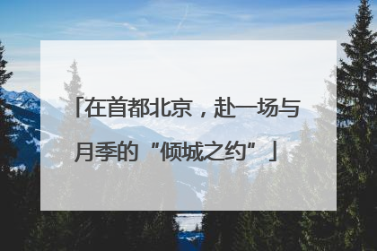 在首都北京，赴一场与月季的“倾城之约”