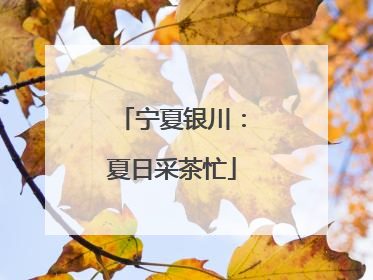 宁夏银川：夏日采茶忙