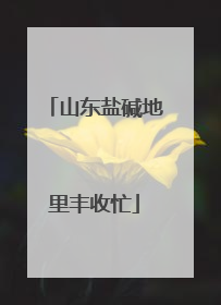 山东盐碱地里丰收忙