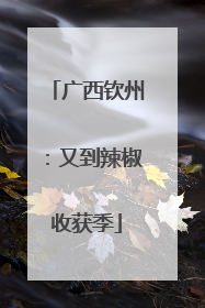 广西钦州：又到辣椒收获季