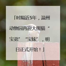 时隔近5年，温州动物园再迎大熊猫“宝弟”“宝妹”，明日正式开馆！