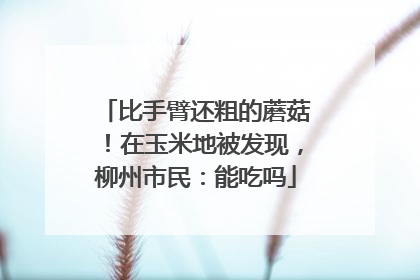 比手臂还粗的蘑菇！在玉米地被发现，柳州市民：能吃吗