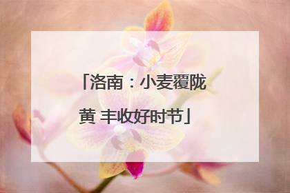 洛南：小麦覆陇黄 丰收好时节