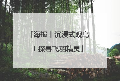 海报丨沉浸式观鸟！探寻飞羽精灵