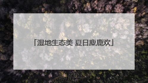 湿地生态美 夏日麋鹿欢