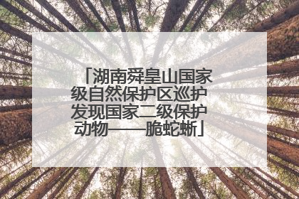 湖南舜皇山国家级自然保护区巡护发现国家二级保护动物——脆蛇蜥
