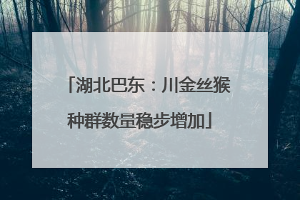 湖北巴东：川金丝猴种群数量稳步增加