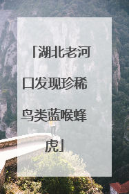 湖北老河口发现珍稀鸟类蓝喉蜂虎