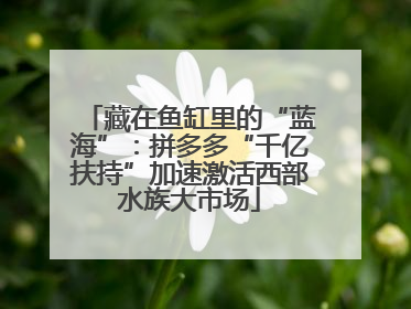 藏在鱼缸里的“蓝海”：拼多多“千亿扶持”加速激活西部水族大市场