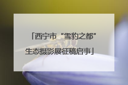 西宁市“雪豹之都”生态摄影展征稿启事