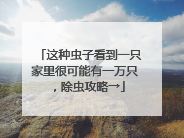 这种虫子看到一只家里很可能有一万只，除虫攻略→