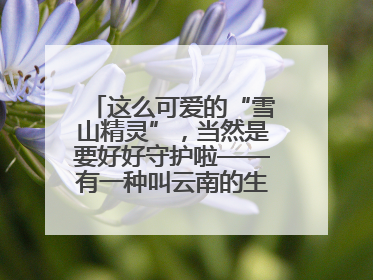 这么可爱的“雪山精灵”，当然是要好好守护啦——有一种叫云南的生活之365天