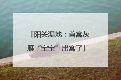 阳关湿地：首窝灰雁“宝宝”出窝了